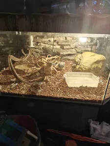 phytons te koop - afbeelding 3