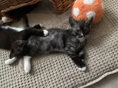 Kittens - afbeelding 5