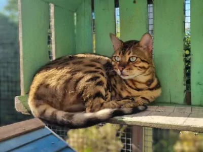 Bengaalse Kat te koop verkopen Den Haag Nederland - 5294