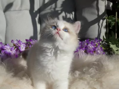 Raszuivere Ragdoll kittens uit geteste ouders met stamboom. - afbeelding 3
