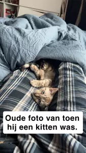 Seal lynx vol ras Bengaalse kater 1 jaar oud - afbeelding 3