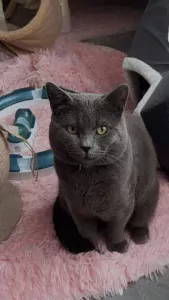 Britse korthaar kater van 1 jaar te koop - afbeelding 3