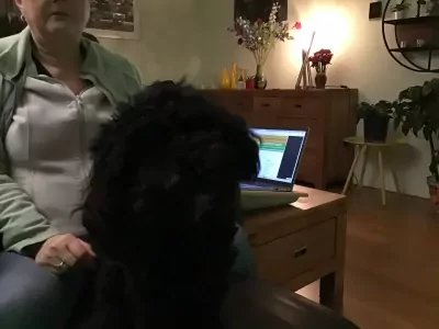 Heel lieve Cockapoo - afbeelding 4