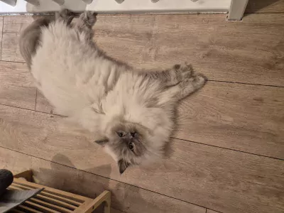 Ragdoll te koop verkopen Hoogvliet Nederland - 5283