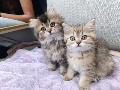 Raszuivere Brits korthaar en langhaar kittens - afbeelding 2