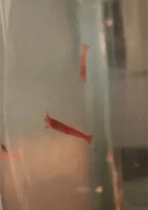 Krab, Kreeft, Garnaal te koop verkopen Meerstad Nederland - 5526