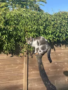 2 broertjes die graag buiten maar ook binnen  zijn - afbeelding 2
