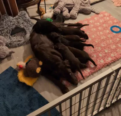 Flatcoated retriever te koop verkopen veghel Nederland - 5059