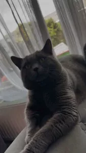 Britse korthaar kater van 1 jaar te koop - afbeelding 2