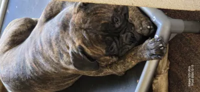 Bullmastiff te koop verkopen 's-gravenhage Nederland - 5629