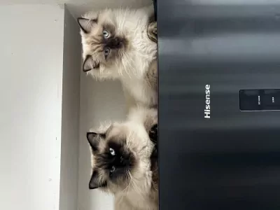 Ragdoll te koop verkopen Rijssen Nederland - 5768