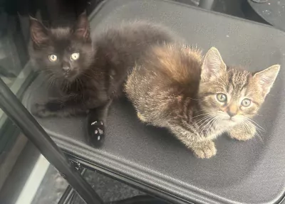 kittens te koop - afbeelding 6