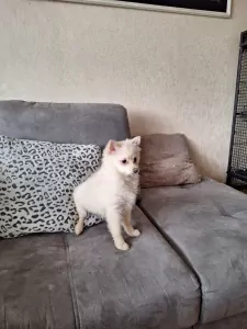 Pomeriaan te koop verkopen Rotterdam Nederland - 4872