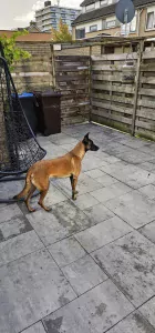 Mechelse herder teef - afbeelding 3