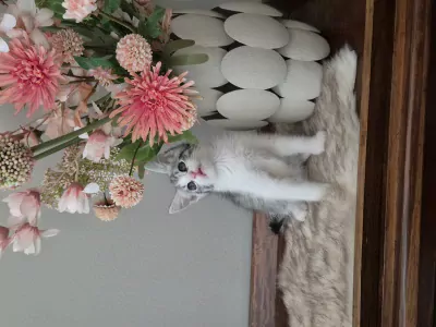 Super schattige kittens - afbeelding 6