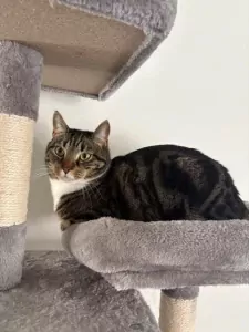 Lieve kat zoekt een nieuw baasje - afbeelding 4