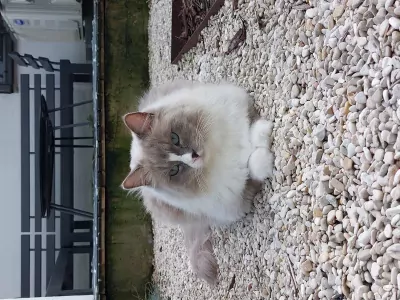 Ragdoll 4 jaar - afbeelding 4