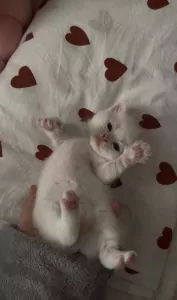 British korthaar kitten - afbeelding 4