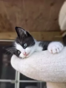 Ragdoll kittens - afbeelding 5