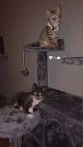 Kittens te koop - afbeelding 5