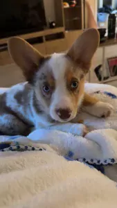 Mooie Welsh Corgi Cardigan reu red merle - afbeelding 4