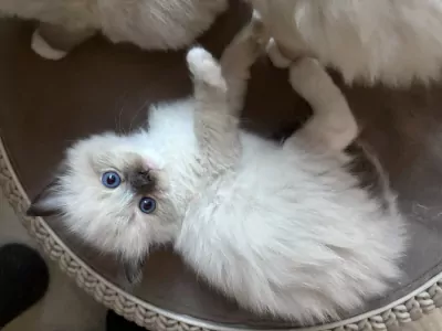 Ragdoll te koop verkopen Diemen Nederland - 4865