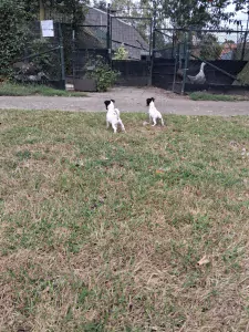 Jack Russell Terriër te koop verkopen Uden Nederland - 5691