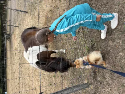 Pomeriaan te koop verkopen Balen Belgie - 5649