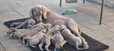 Weimaraner te koop verkopen Stein Nederland - 4696