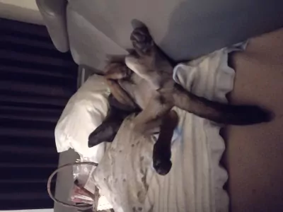 Mechelse Herder pup van 14 weken. Teefje - afbeelding 4
