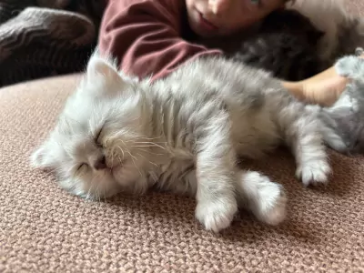 Nog 1 Brits Langhaar kitten te koop - afbeelding 6