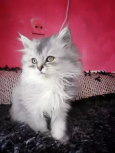 Ragdoll mix Perzische kittens - afbeelding 4