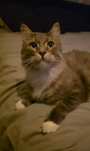 Maine coon/Ragdoll - afbeelding 3