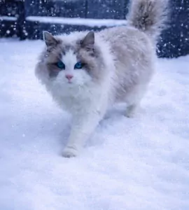 Ragdoll - afbeelding 5