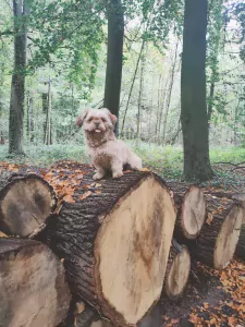 Maltezer te koop verkopen Wezep Nederland - 5328