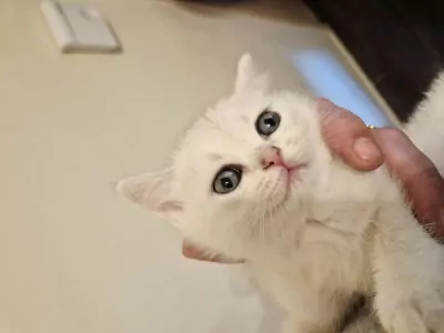 prachtige Britse Korthaar Kittens. Lief, Gezond - afbeelding 2
