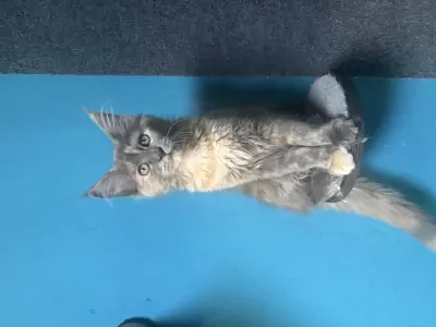 teef nestjes