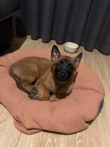 Prachtig mechelse herder - afbeelding 2