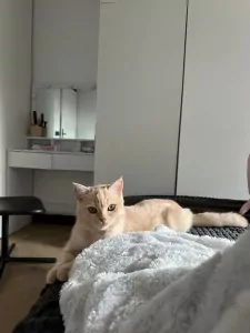5 maanden oud kat met spullen - afbeelding 2