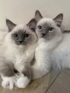 Ragdoll te koop verkopen Nijmegen Nederland - 5319