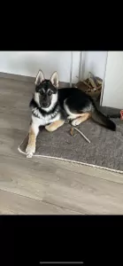 Duitse Herder te koop verkopen Sittard Nederland - 5282