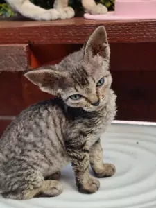teef nestjes