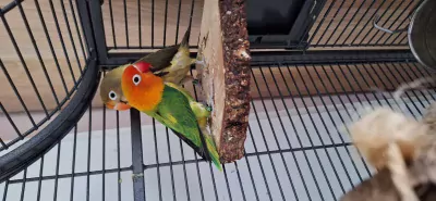 2x fischers agapornis - afbeelding 3