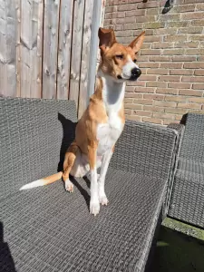 Lieve hond! - afbeelding 3