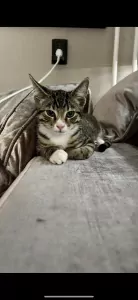 2 katers - afbeelding 4