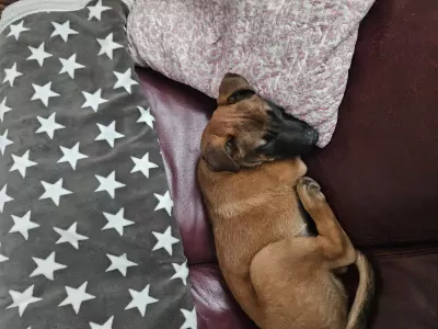 Mechelse herder - afbeelding 4