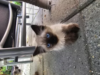 Kittens - afbeelding 4