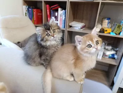 Brits korthaar en langhaar kittens - afbeelding 3