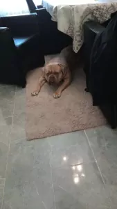 American bully - afbeelding 2