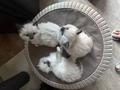 Ragdoll kitten - afbeelding 2